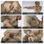 Боевая рубашка (IDOGEAR) AA-CP Gen.3 Multicam (L)